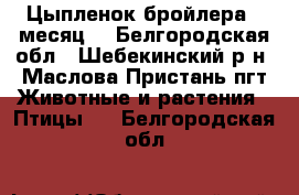 Цыпленок бройлера 1 месяц  - Белгородская обл., Шебекинский р-н, Маслова Пристань пгт Животные и растения » Птицы   . Белгородская обл.